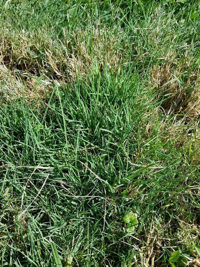 3 Reasons to Top-Dress Your Fescue