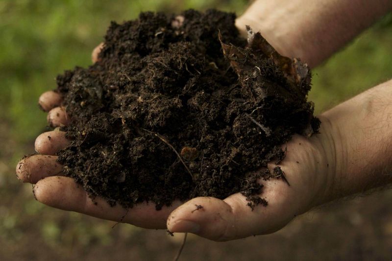All About Lightweight Soils Everything You Need to Know