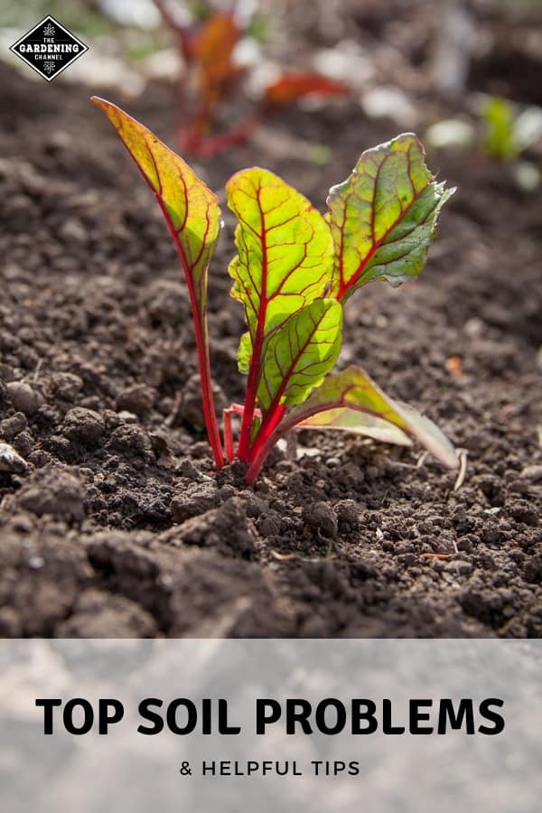 Common Problems Associated With Soil and Organic Soil Solutions