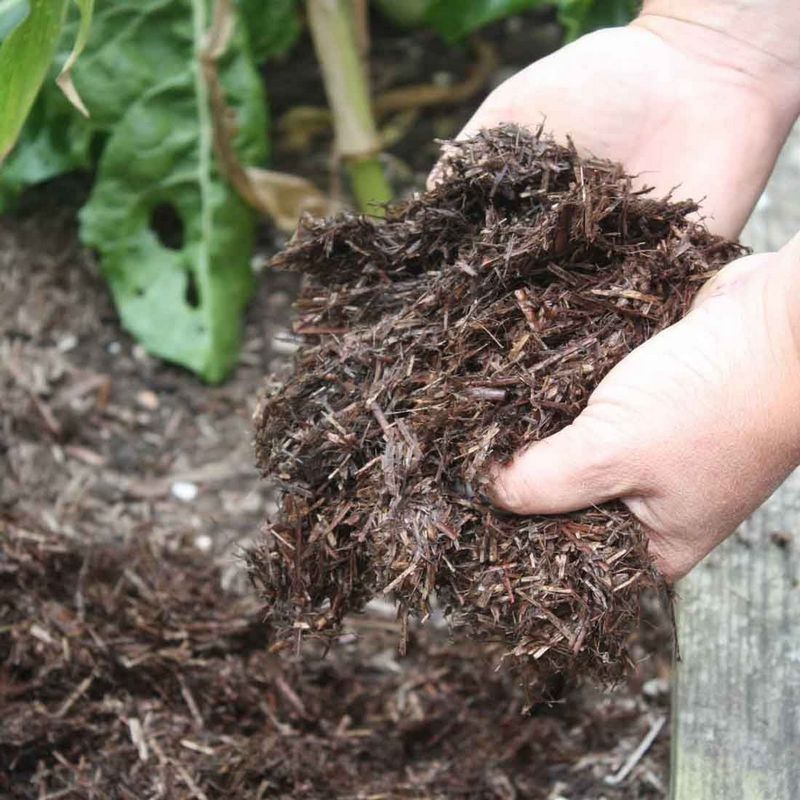 Green Thumb Guide to Compost Soil
